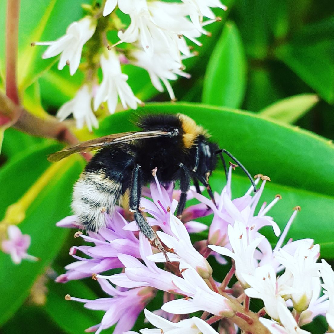 A honey bee drinking nectar from flowers.